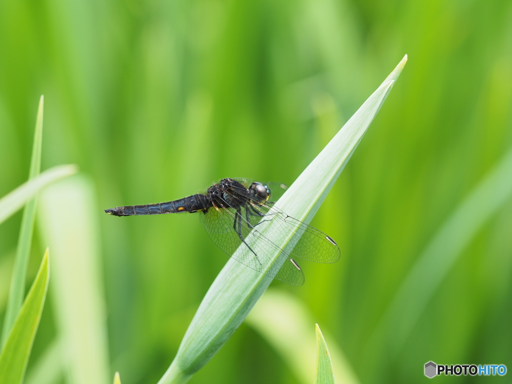 ハラビロトンボ