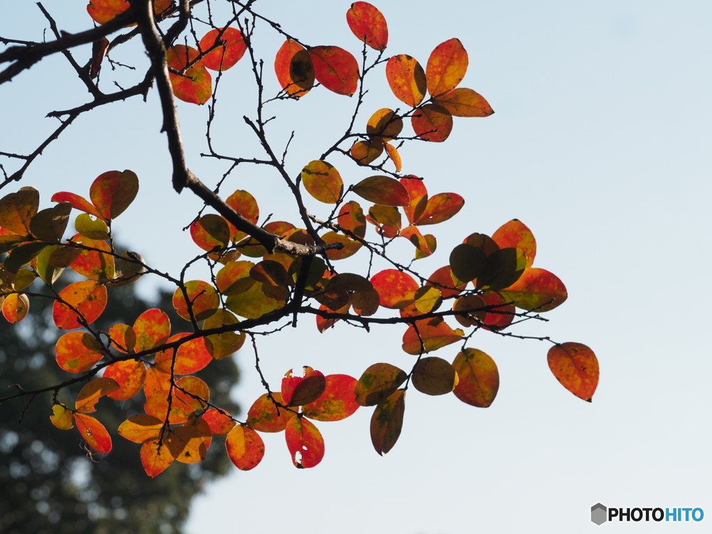 紅葉