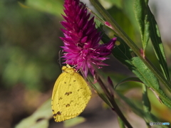 ケイトウにキチョウ