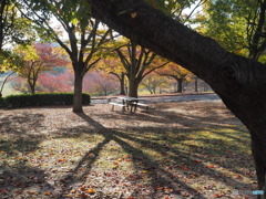 紅葉ー２