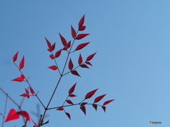 春を待つー１