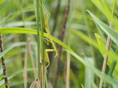 カマキリ