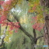 紅葉