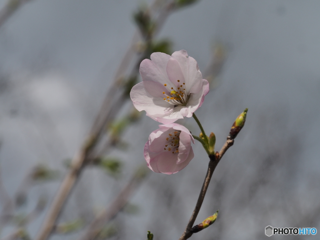 可憐な桜花