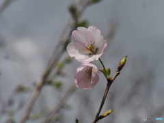 可憐な桜花