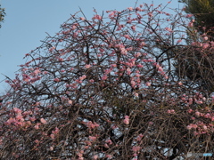 しだれ梅
