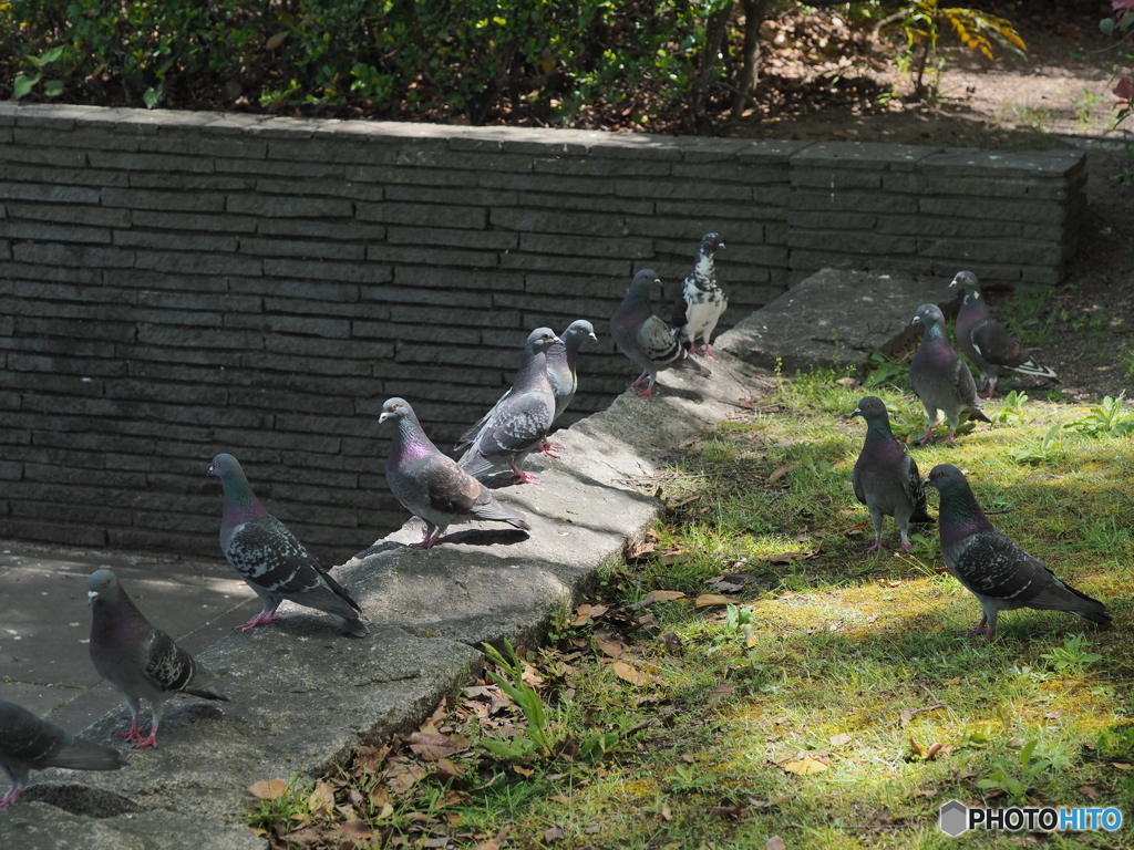 鳩首会談