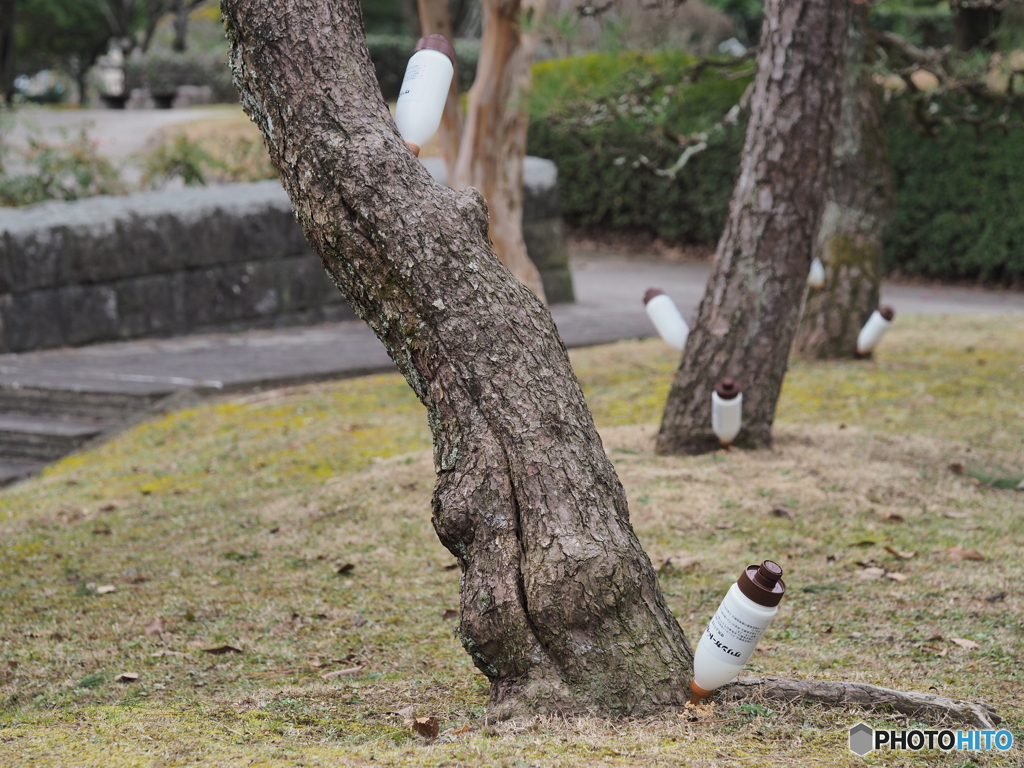 松枯れ防止剤
