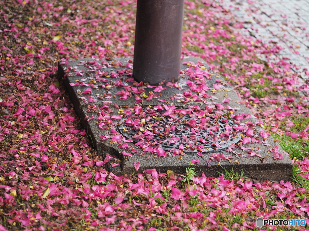 雨の後
