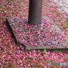 雨の後