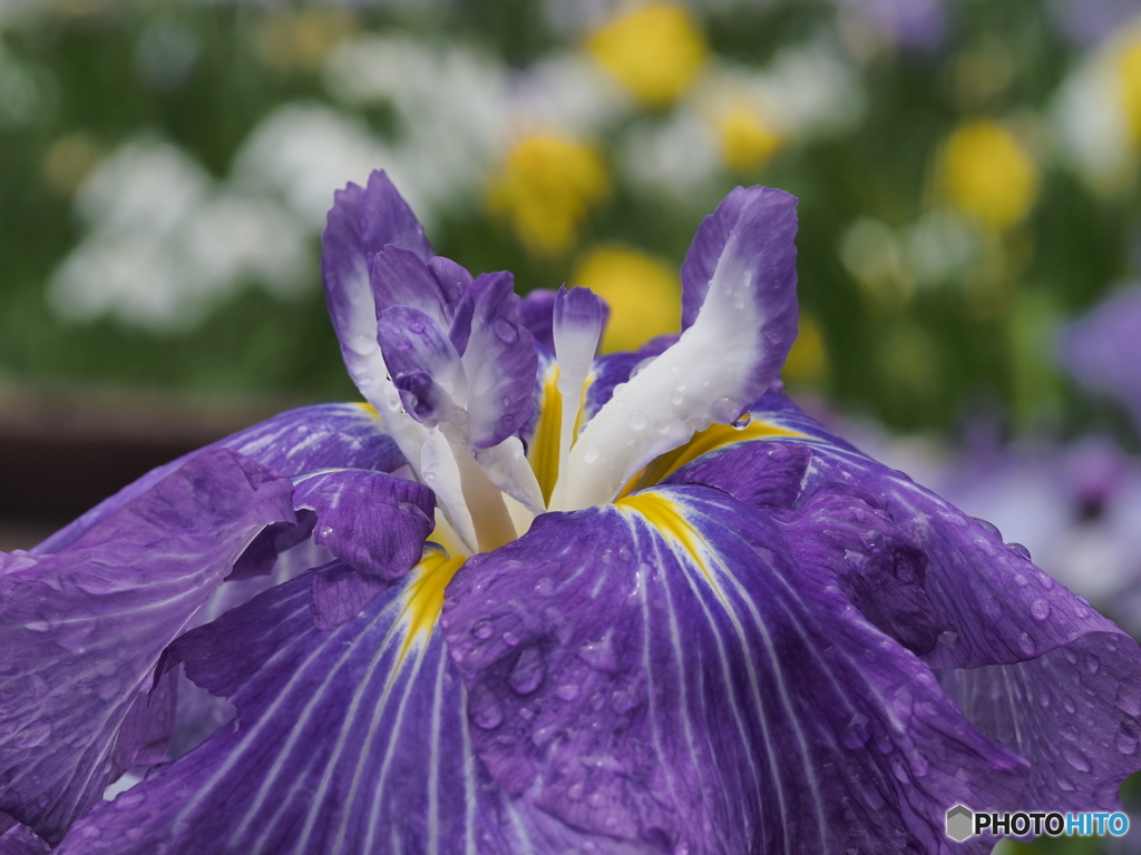 花菖蒲