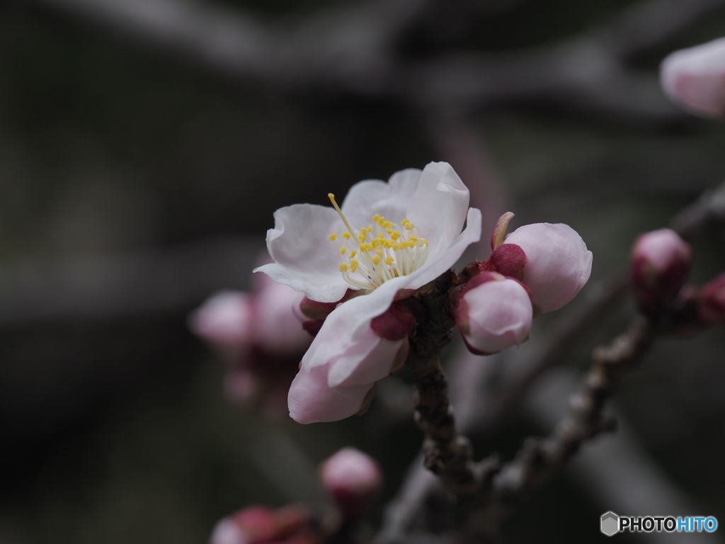 杏の花