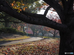 紅葉ー３