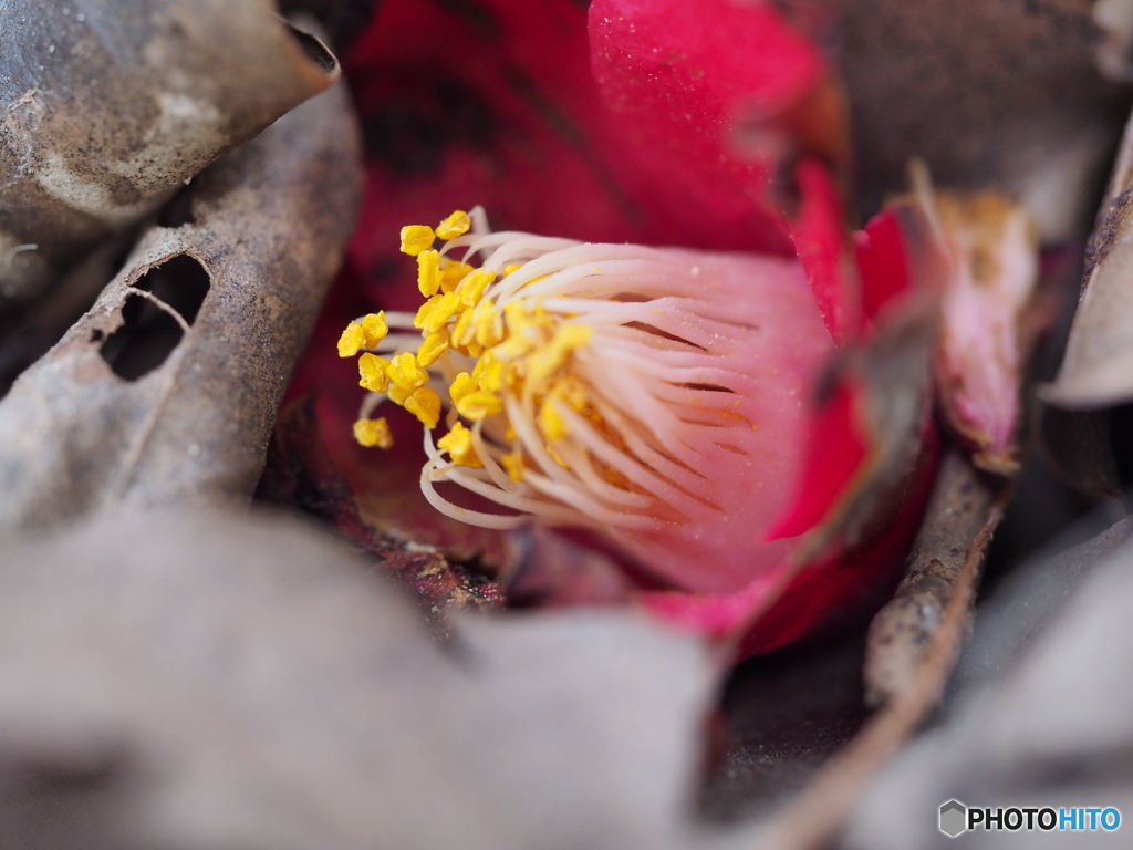 落花