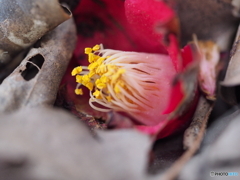 落花