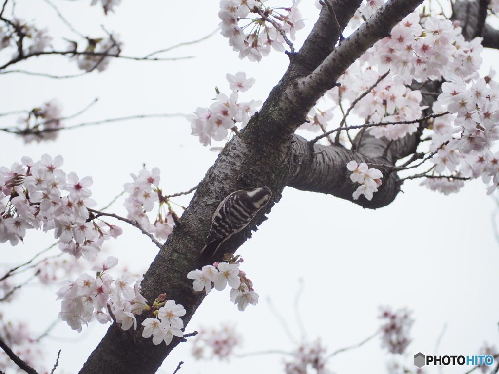川辺の桜ー３