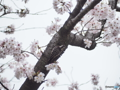 川辺の桜ー３