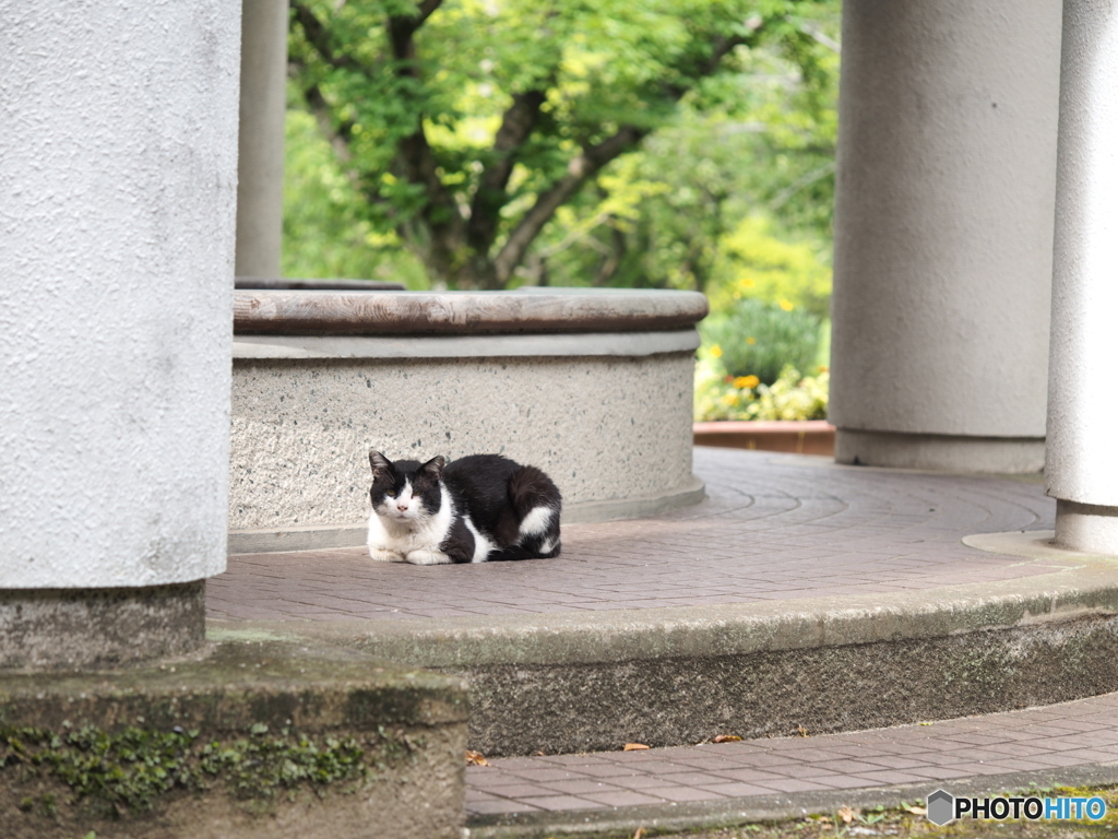 細雨に先客