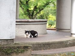 細雨に先客