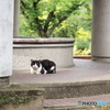 細雨に先客