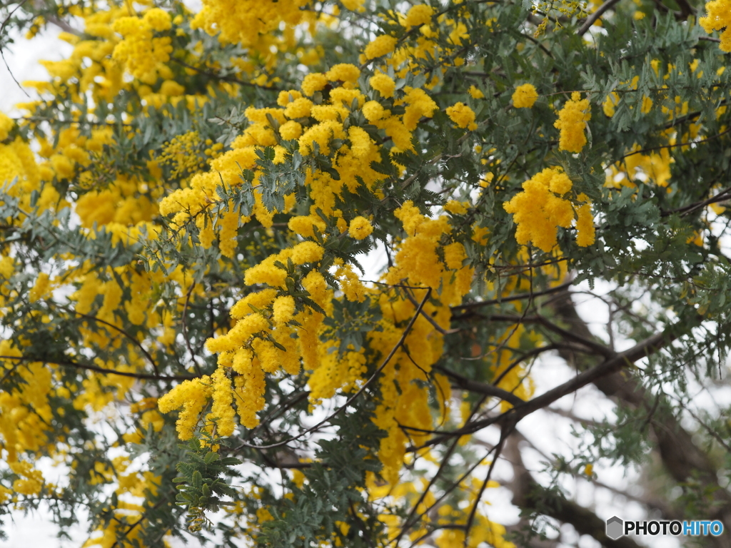 ミモザ by urasimako （ID：13395557） - 写真共有サイト:PHOTOHITO