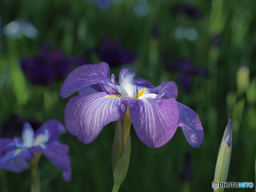 花菖蒲