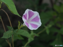 朝顔