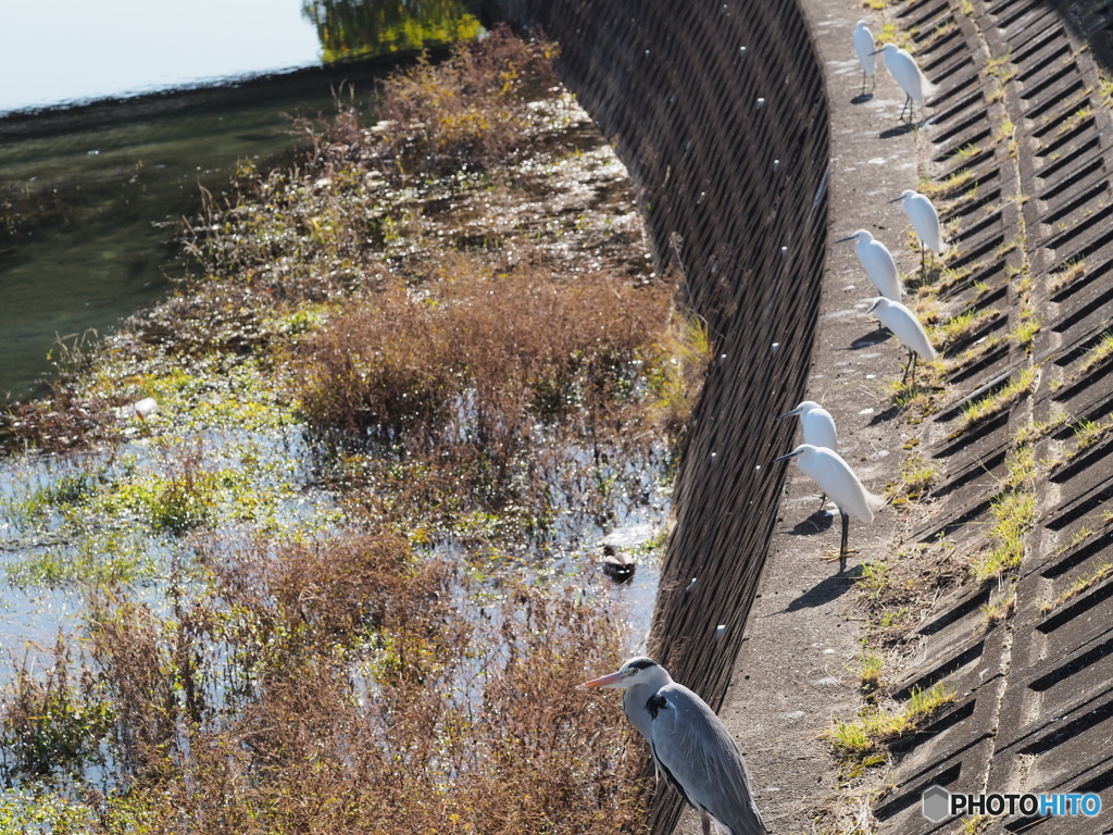 コサギとアオサギ
