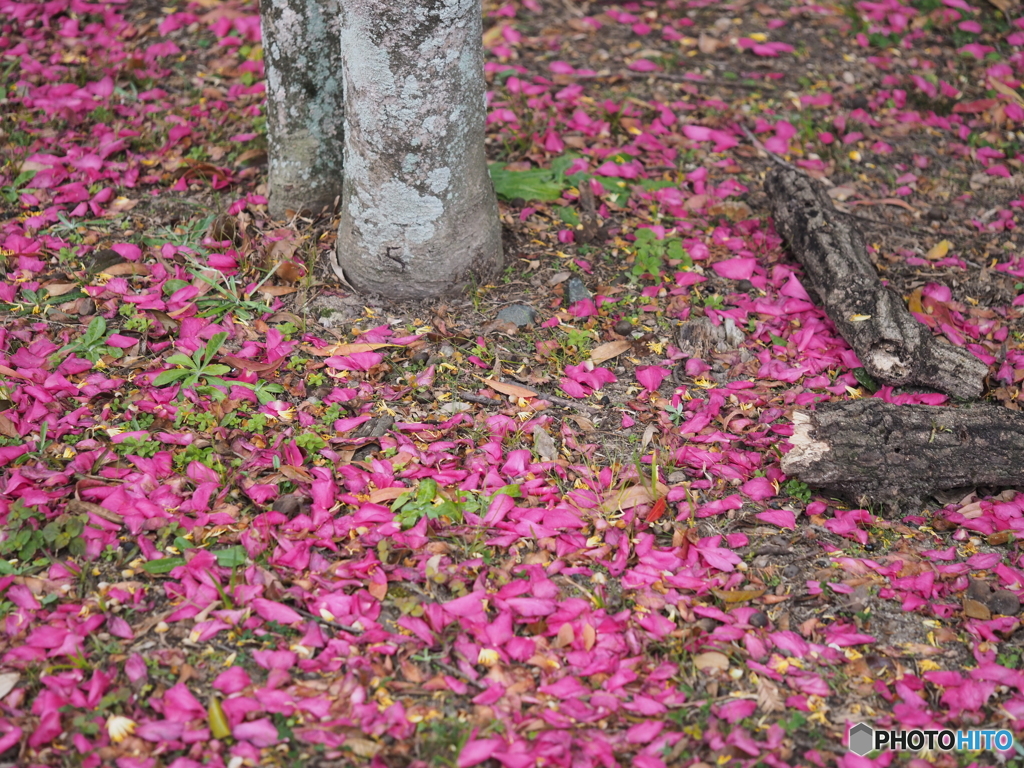 山茶花－２