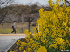 春の黄色－３