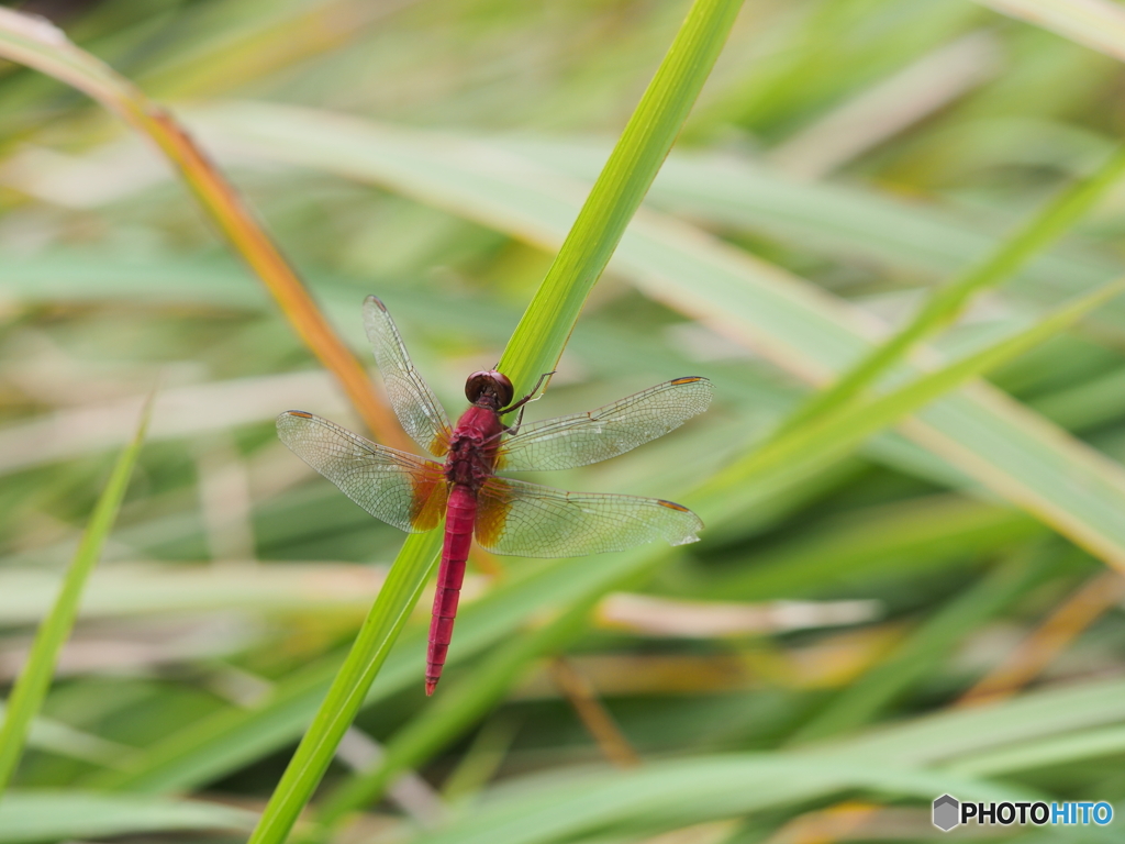 ショウジョウトンボ