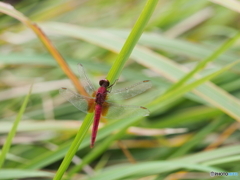 ショウジョウトンボ