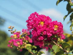 百日紅の花