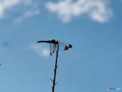秋