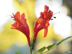 ヒメノウゼンカズラ