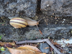カタツムリ