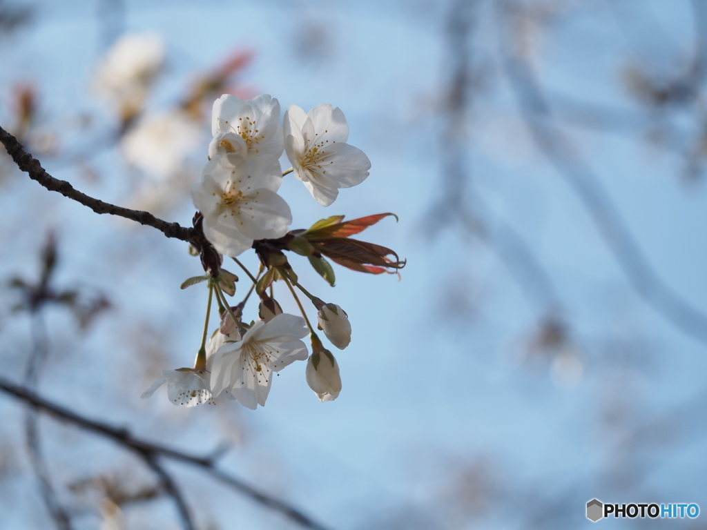 桜咲く