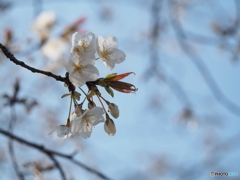 桜咲く