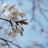 桜咲く