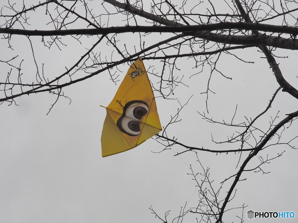 引っかかったカイト