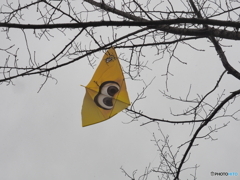 引っかかったカイト