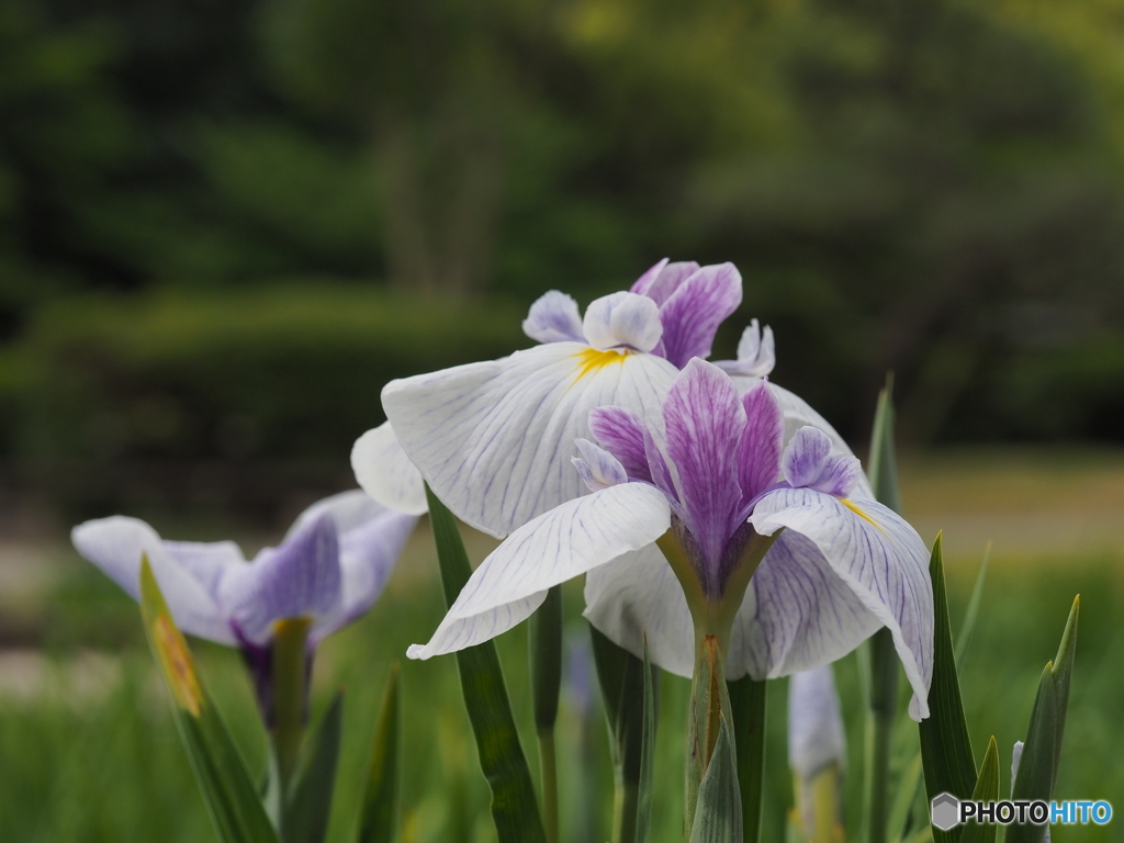 花菖蒲