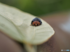 てんとう虫