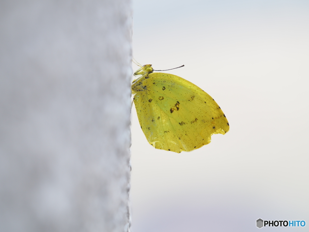 「風ニモマケズ寒サニモマケズ」