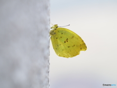 「風ニモマケズ寒サニモマケズ」