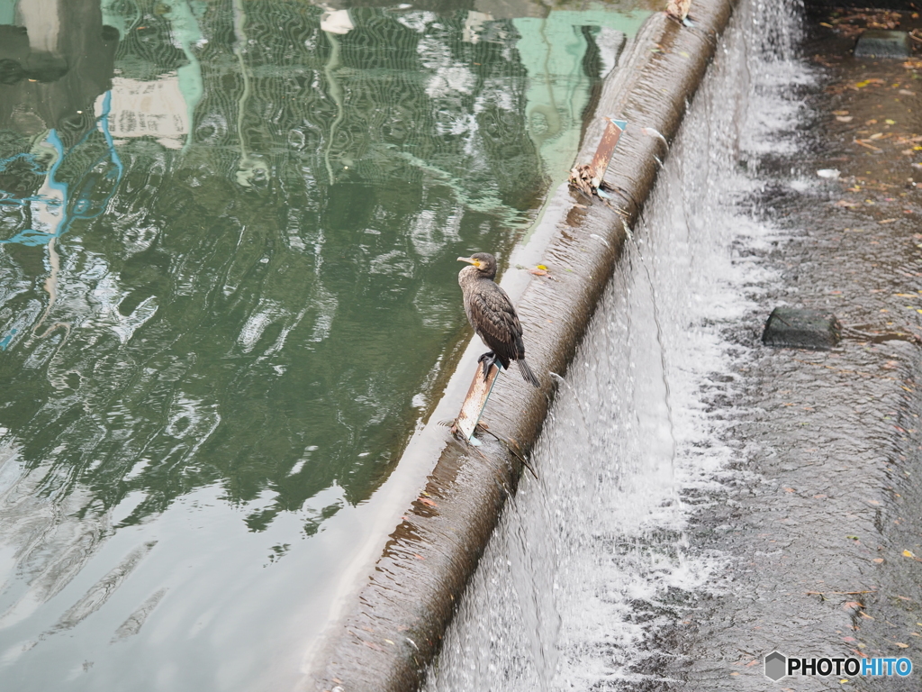 カワウ