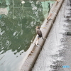 カワウ