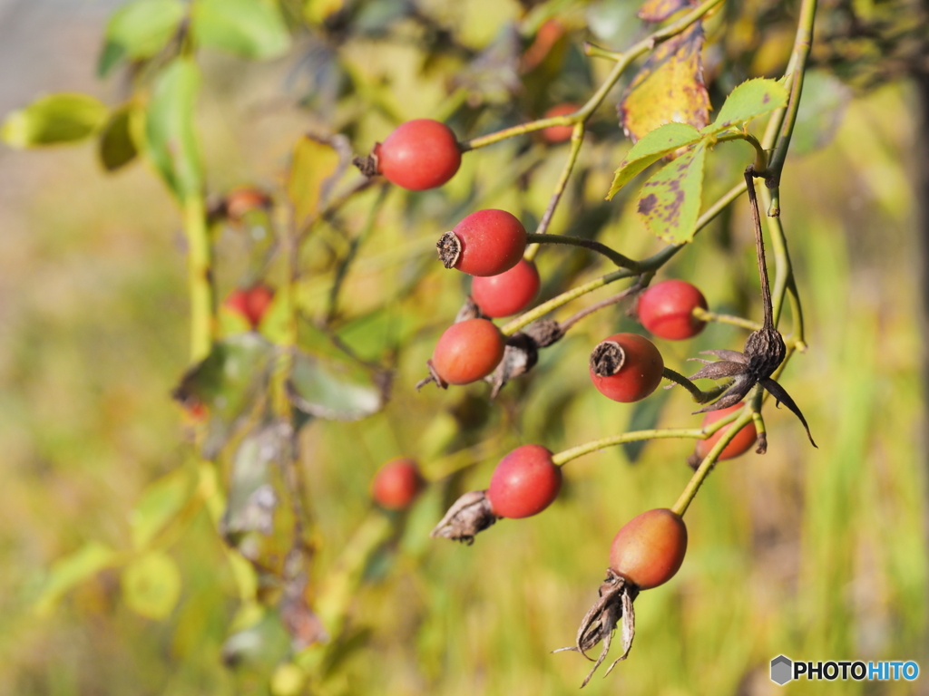 ローズヒップ