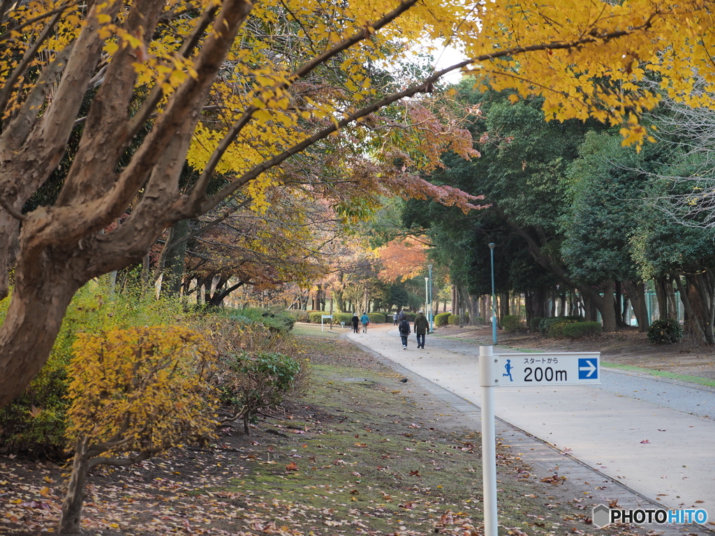 初冬の公園