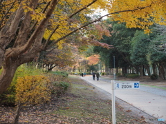 初冬の公園